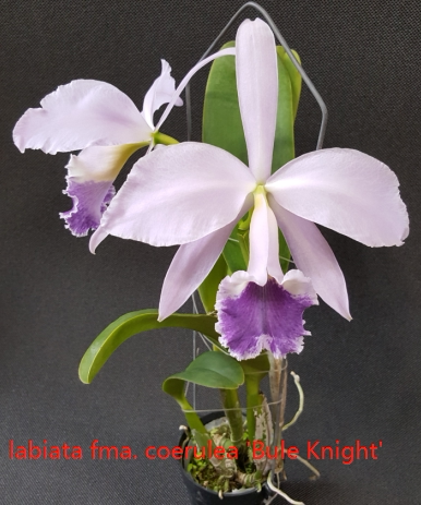 coerulea bule knight原卡 蓝色骑士 蓝拉比