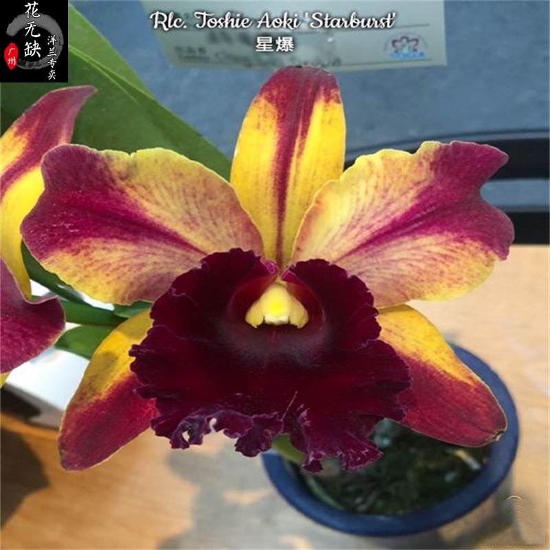 A13兰花-洋兰-卡特兰Rlc. Toshie Aoki 'Starburst' AM/AOS 星爆 鲜花速递/花卉仿真/绿植园艺 时令草本花卉 原图主图