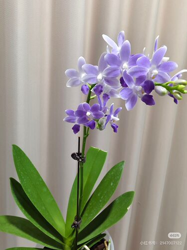 蓝星   趣味蝴蝶兰 原种蝴蝶兰 3寸无花