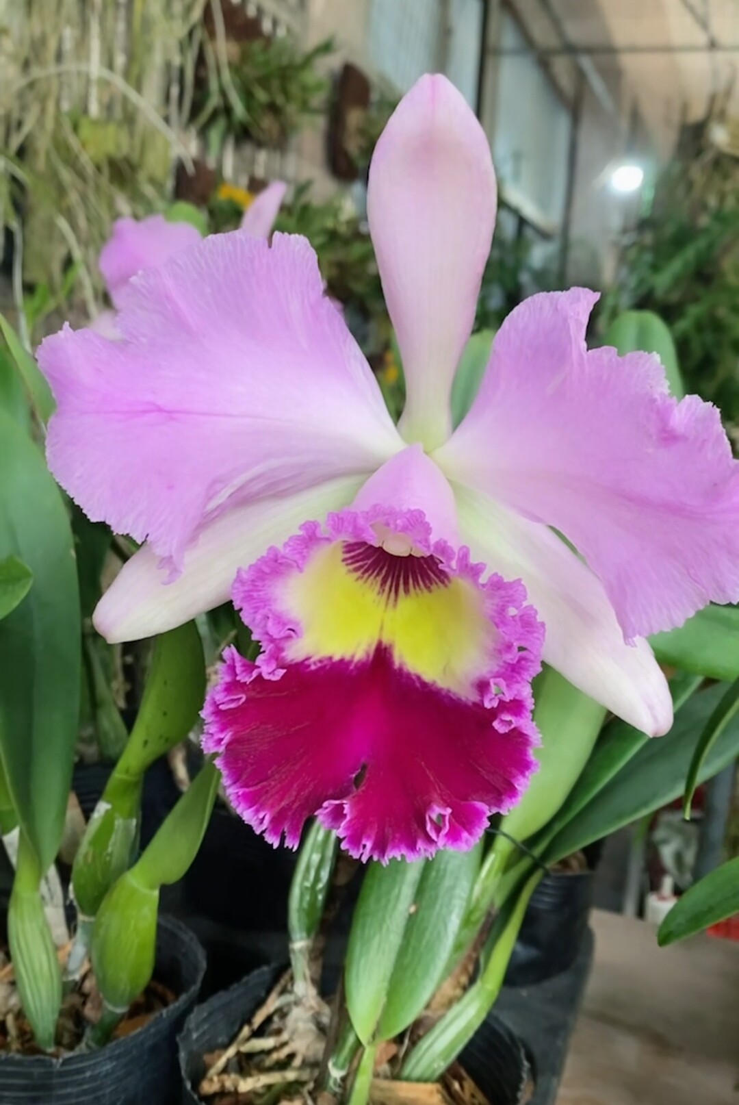 大花卡特兰  大牛无花 粉花卡特兰  室内兰花 多苗无花