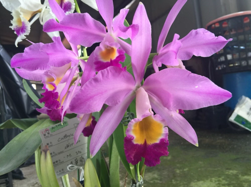 洋兰之王室内种植蝴蝶兰