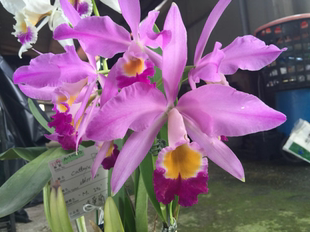 洋兰原种卡特兰 eldorado JOS Ito 爱多 盆 140