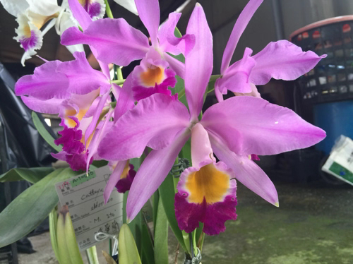 洋兰之王室内种植蝴蝶兰