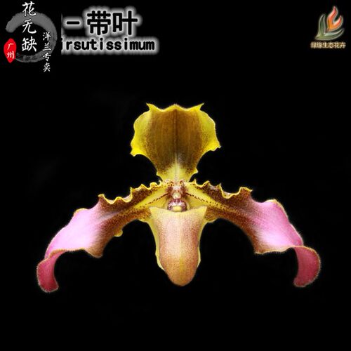兰花-兜兰属-原生种-飘带 叶兜兰（Paph.hirsutissimu