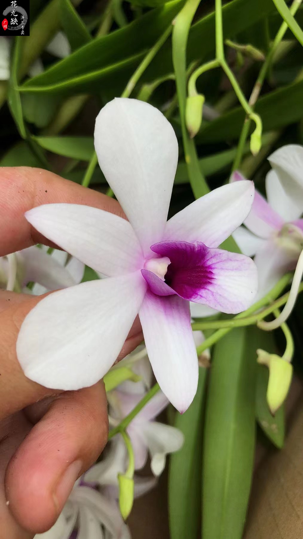 开花机器原种秋石斛克拉恋人 水芙蓉 白花红心卖品种