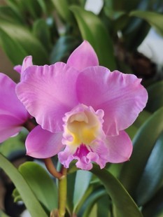 盆栽花卉兰花洋兰卡特兰 圣诞玫瑰原盆2.8寸带花苞