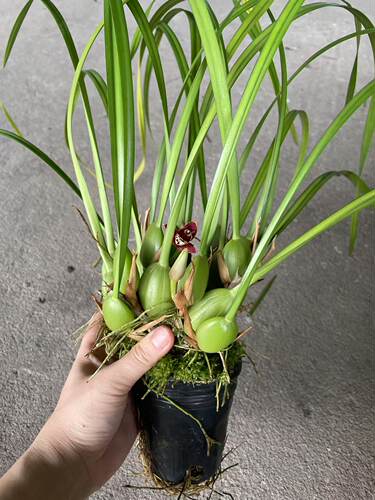 洋兰咖啡兰室内浓香花无缺