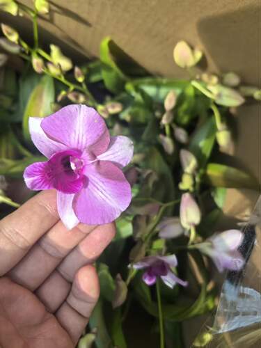 石斛秋石斛 梦涵 梦露交小龙王 变异型花带花