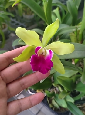Rlc. Vigour Jade 绿满园 蜡质绿花卡特兰