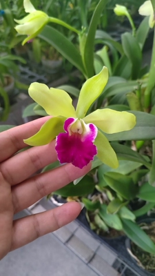 Rlc. Vigour Jade 绿满园 蜡质绿花卡特兰