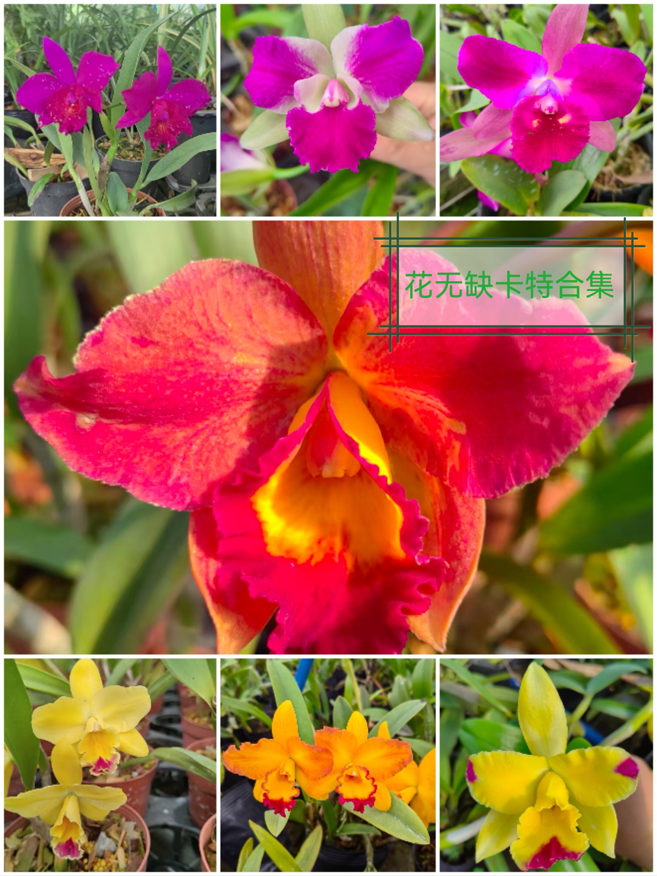卡特兰随机  七种花色盲盒无花壮苗 清香图片