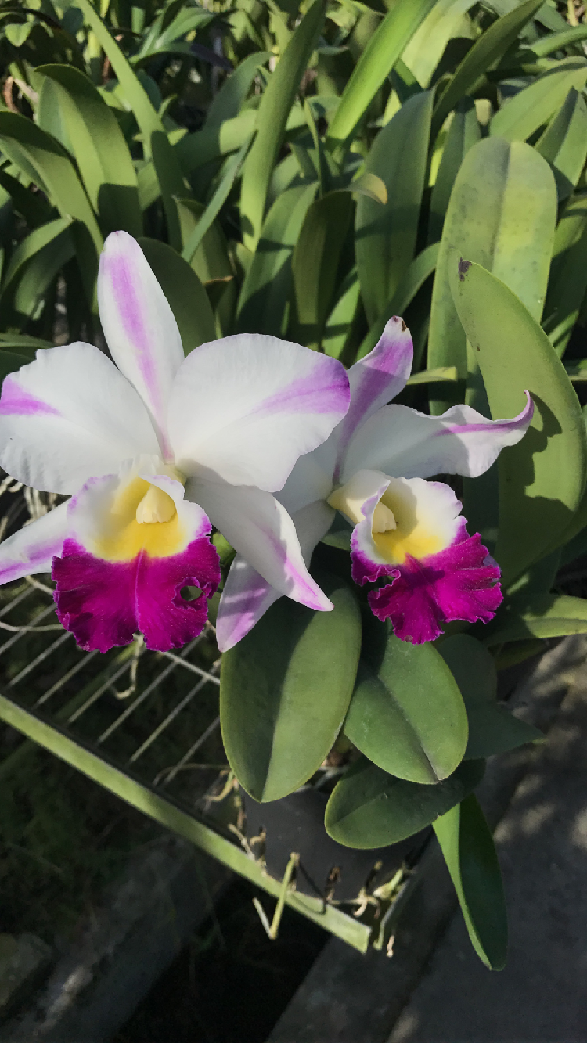 lc mademe edith bongo 伊迪丝 白花红心 大花卡特兰 青梅味浓香