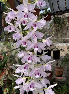 兰花新款檀香 蓝天使檀香 蓝色花瓣 1.7寸小苗3盆