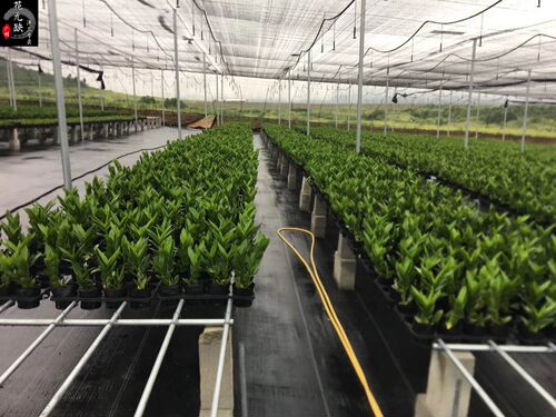 三亚洋兰室内种植石斛苗