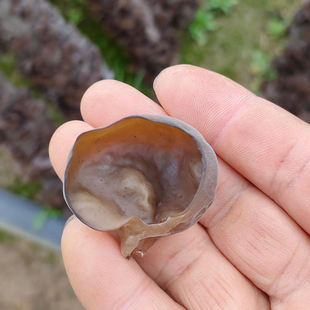 正宗通江黑木耳野生特级干货天然保健品椴木小碗耳新货250克