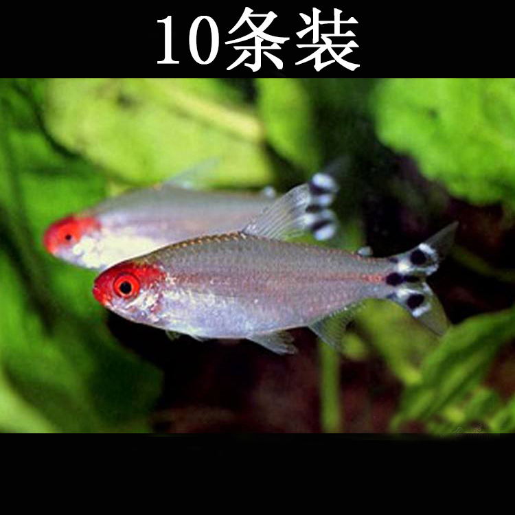 水族观赏鱼活体淡水灯科红鼻剪刀