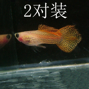 水族孔雀鱼活体玻璃蕾丝凤尾透明体纯系草缸热带观赏淡水鱼上层