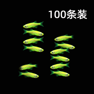 水族宠物荧光绿斑马鱼活淡水冷水观赏鱼草缸上层群游皮实好养耐寒