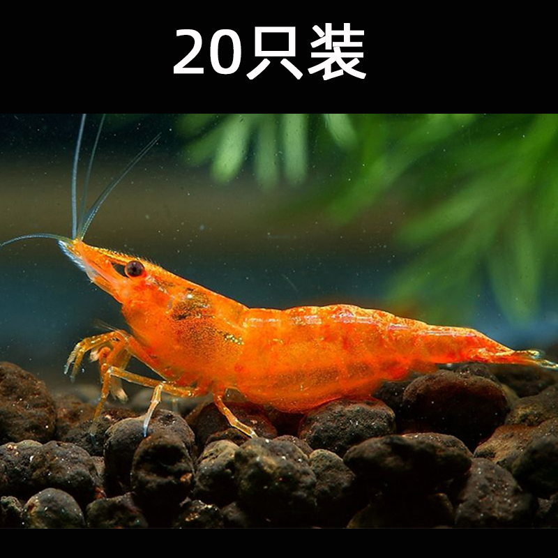 水族宠物香吉士虾活体草缸清洁虾
