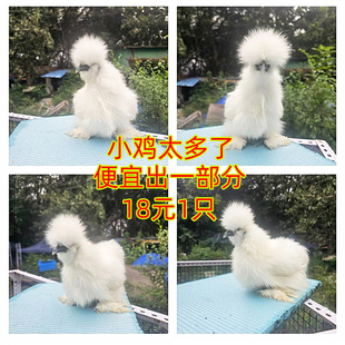 希尔宠物鸡活物多色玩具家禽可孵化受精种蛋观赏鸡小型幼鸡成年鸡