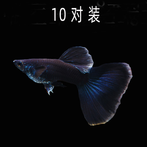 水族孔雀鱼活木炭黑纯系凤尾礼服