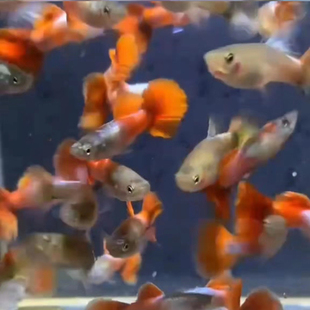 水族孔雀鱼活物白金红尾凤尾鱼纯系热带观赏淡水孕母草缸群游包损