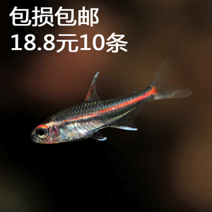 水族宠物观赏鱼活体淡水红灯管鱼草缸群游鱼热带鱼小型鱼特价包邮