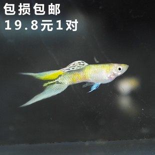 水族宠物孔雀鱼活物黄金双剑凤尾鱼热带观赏淡水草缸群游路损包赔