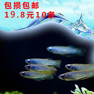 水族宠物观赏鱼活体淡水鱼灯科蓝眼灯草缸群游热带小型鱼路损包赔