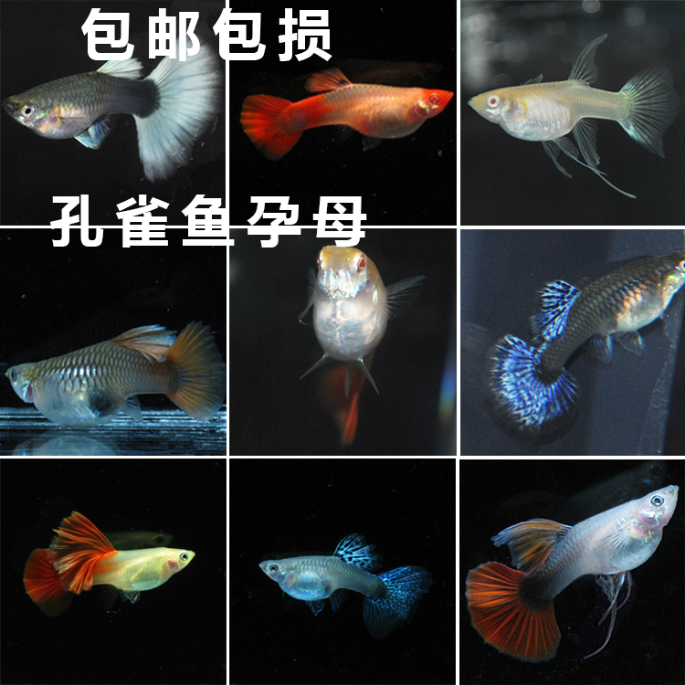 水族孔雀鱼活体凤尾孕母鱼产仔大肚子观赏鱼淡水热带草缸路损包赔