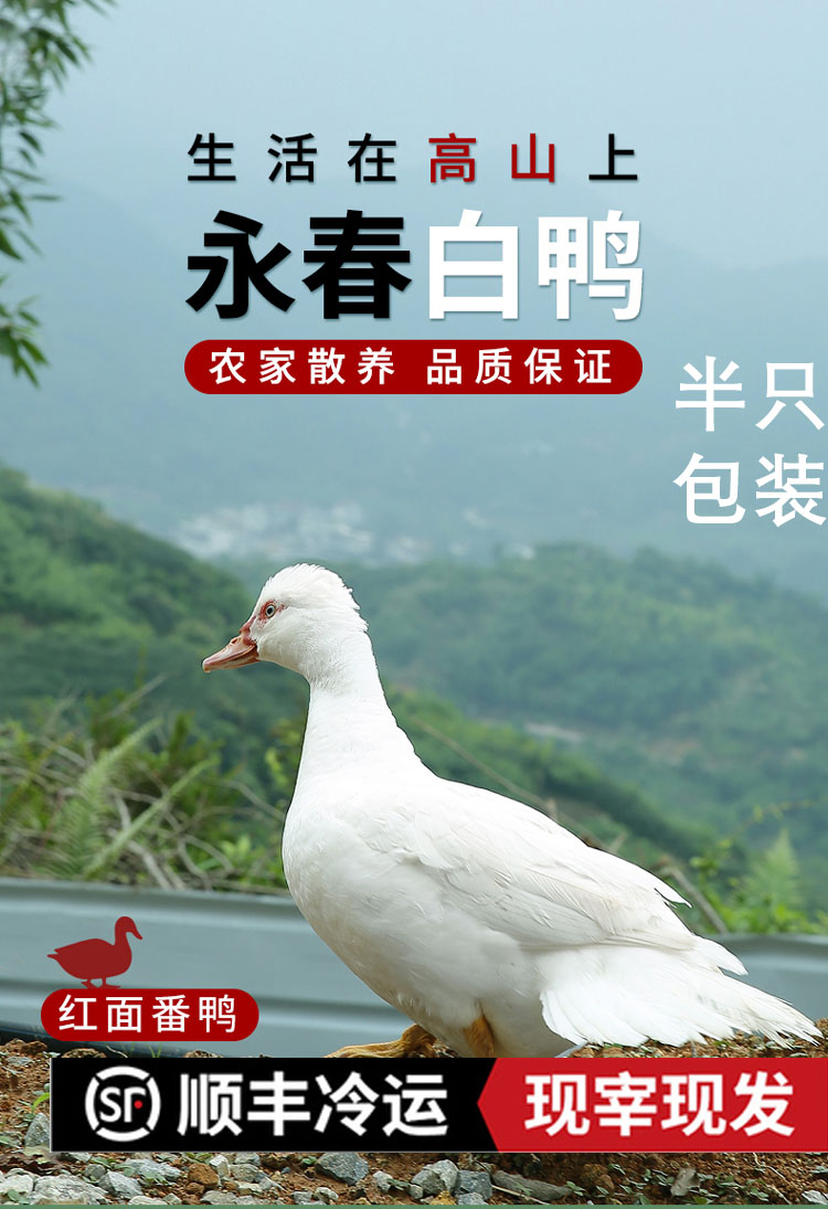 永春白鸭石鼓白鸭汤福建省著名小吃(现杀半只)