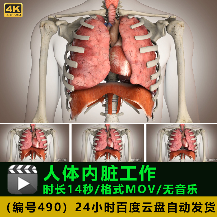 人体内脏心脏肺部工作3D动画渲染高清实拍视频素材实拍视频素材