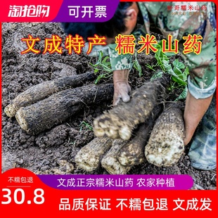 温州文成特产 正宗糯米山药 新鲜淮山脚板薯产地直销现挖酒店供货