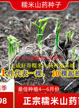 山药文成糯米成活率高糯叽叽韧香