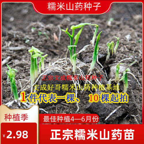山药文成糯米成活率高糯叽叽韧香