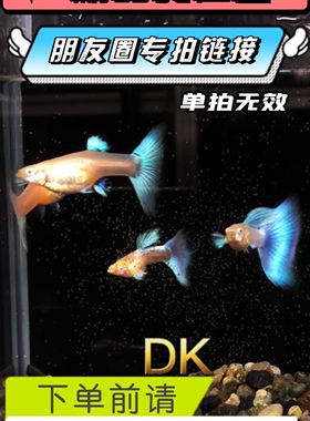 【DK孔雀鱼】此链接为朋友圈专拍链接。朋友圈选鱼。单拍无效