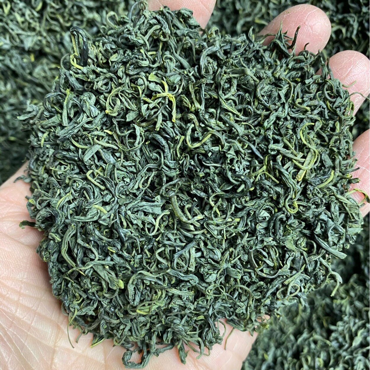 小柴茶叶松阳想吃炒青绿茶新茶图片