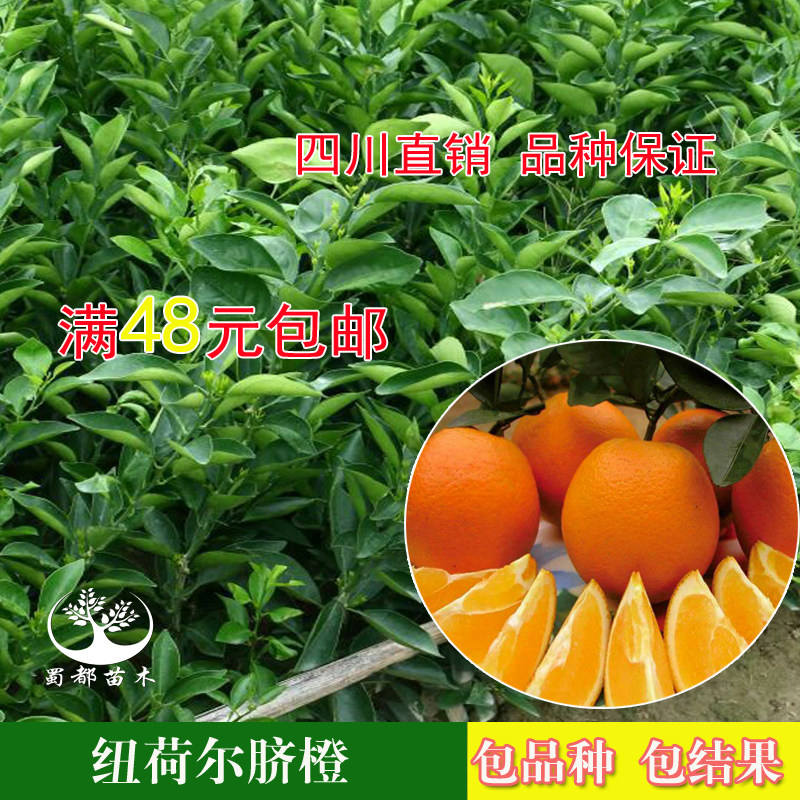 嫁接南方种植四季庭院地栽柑桔苗