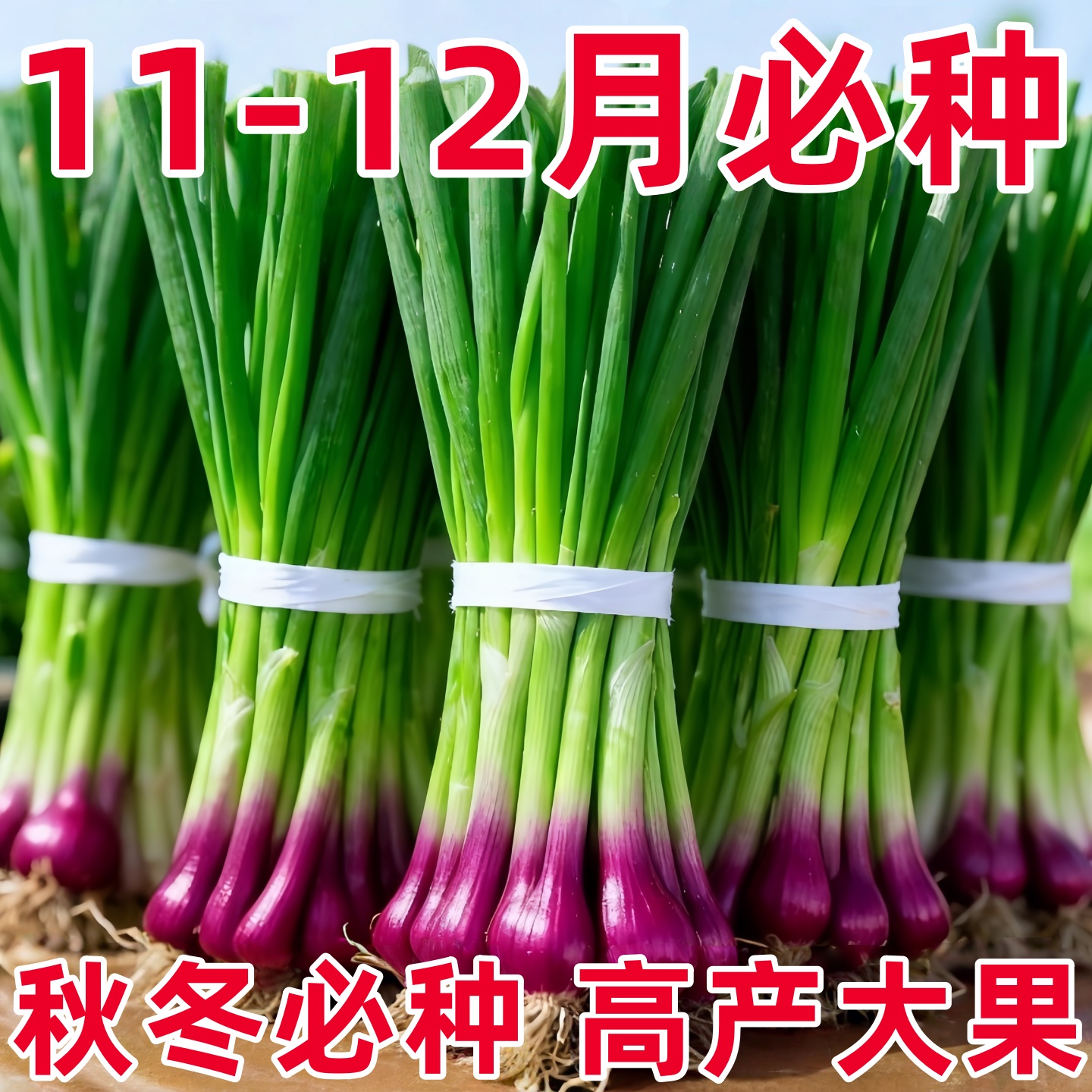 水果洋葱秧苗本地高产紫皮洋葱苗带根二红扁圆红皮洋葱头苗子耐寒