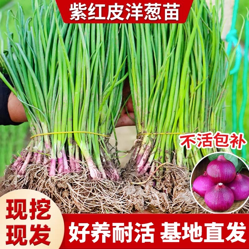 水果洋葱秧苗本地高产紫皮洋葱苗带根新鲜现挖发圆红皮洋葱头苗子