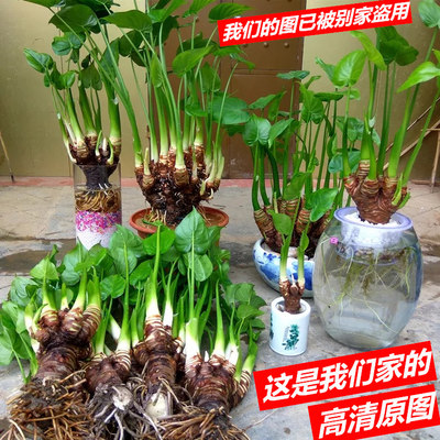 滴水观音绿植水培植物水培富贵竹绿萝龟背竹万年青合果芋大叶绿植 虎窝淘