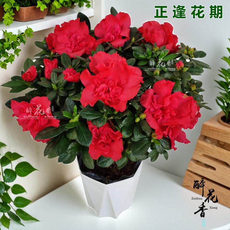 杨梅红杜鹃花盆栽室内盆栽绿植阳台客厅年宵花卉中国红花期长新品