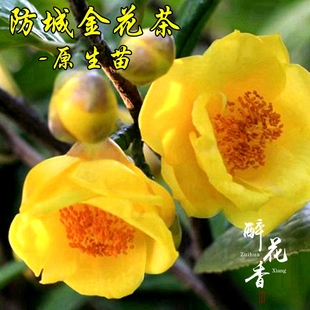 金黄色茶花盆栽防城金花茶花苗绿植花卉盆栽阳台大型庭院植物促销