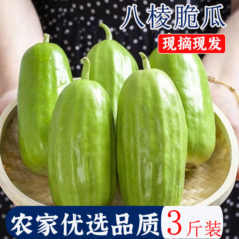 河北菜瓜头茬脆瓜水果孕妇老人生吃无糖八棱脆非甜瓜新鲜现摘包邮