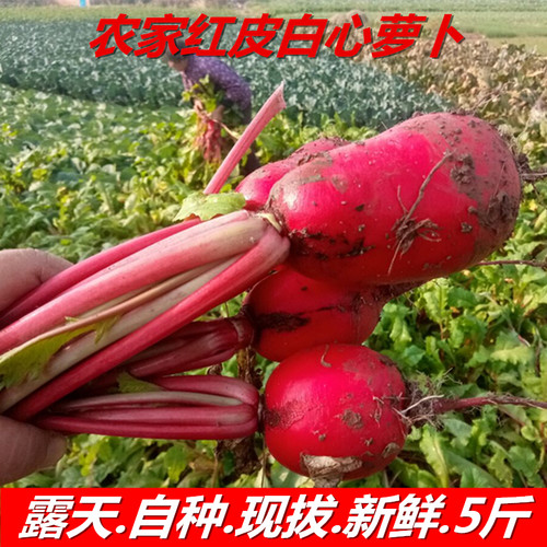 红皮白心萝卜新鲜现摘白肉水萝卜泡菜腌制原料非胭脂萝卜四川蔬菜
