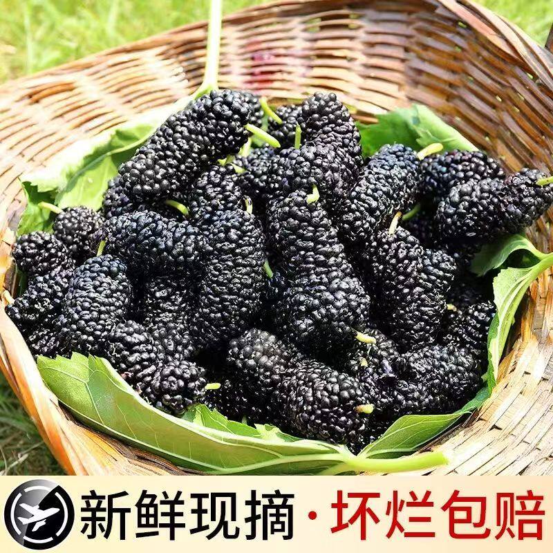 顺丰现摘新鲜桑葚鲜果桑椹净果当季时令孕妇水果桑枣黑桑葚果泡酒