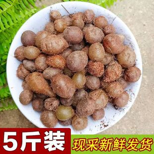 贵州野生石黄皮肾蕨果化狗儿凤凰蛋马骝卵新鲜现挖中药材草药5斤