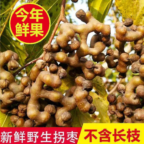 东北特产大枣新鲜现摘