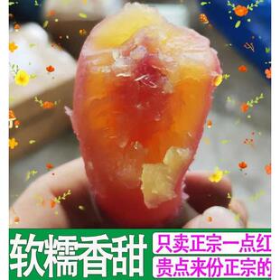 正宗广州南沙一点红番薯新鲜现挖冰淇淋红薯板栗薯自种蜜薯地瓜