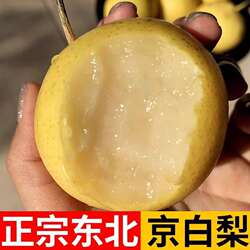 正宗京白梨新鲜水果东北特产香甜梨子现摘软棉多汁非门头沟京白梨